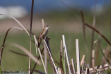Savis Warbler - Snor  
