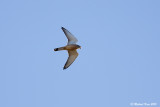 Little Kestrel - Kleine Torenvalk 