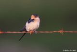 Red-rumped Swallow - Roodstuitzwaluw 