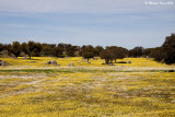 Rapeseed - Koolzaad