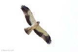 Booted Eagle - Dwergarend 