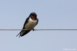 Barn Swallow - Boerenzwaluw 