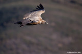 Griffon Vulture - Vale Gier   