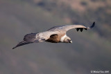 Griffon Vulture - Vale Gier   