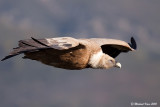 Griffon Vulture - Vale Gier   