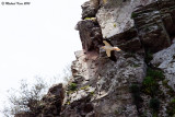 Egyptian Vulture - Aasgier 