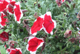 Moms petunias 07/05/09