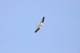 White Pelican