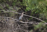 Green Heron