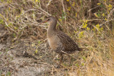 Clapper Rail