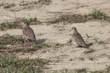 Common Ground Dove   Male & Female