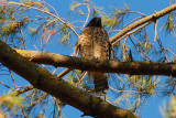 Backyard hawk 20070711.jpg