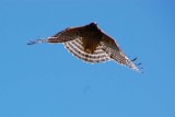 Backyard hawk 20070713_1053-3.jpg