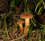 Cortinarius orellanus