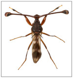 stalk-eyed fly (Fam. Diopsidae), Thailand