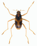 Spider riffle beetle (Ancyronyx hjarnei; Fam. Elmidae), Sulawesi - body length without legs: 1.2 mm