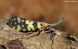 Lantern bug (genus Pyrops)