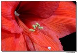 amaryllis-6222-sm.JPG