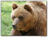 bear-10222-sm.JPG