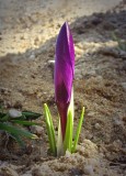 crocus400.JPG