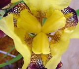 iris50095.JPG