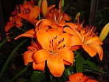 lily50090.JPG