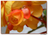 begonia-3783-sm.JPG