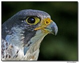falcon2crop-4802-sm.jpg