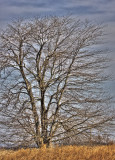 IMG_3004_5_6.jpg