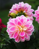 IMG_3344b.jpg