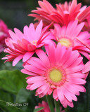 IMG_3345c.jpg