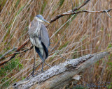 IMG_4642.jpg
