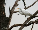 IMG_4671.jpg