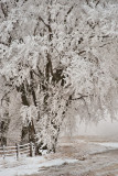 Winter Wonderland