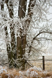 Winter Wonderland