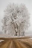Winter Wonderland
