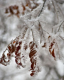 Winter Wonderland