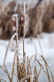 Winter Wonderland