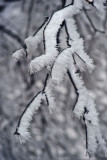 Winter Wonderland
