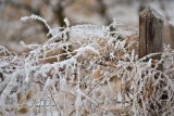 Winter Wonderland