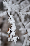 Winter Wonderland