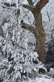 Winter Wonderland