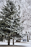 Winter Wonderland