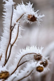 Winter Wonderland