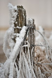 Winter Wonderland
