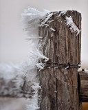 Winter Wonderland
