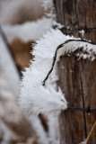 Winter Wonderland