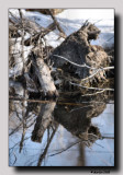 The object of reflection . . .