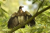 Juvenile Grey Headed  fish Eagle drying up