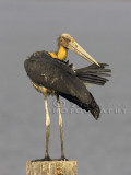 Lesser Adjutant